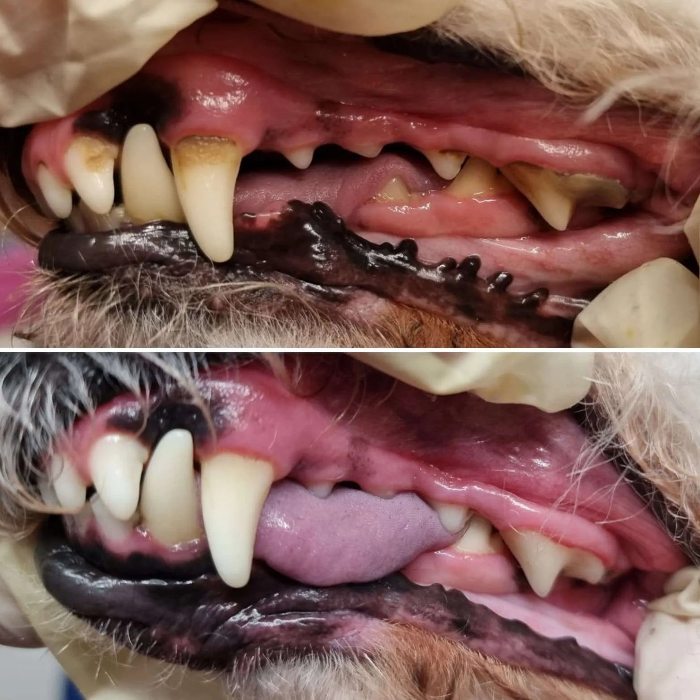 Pristine Paws™ Fresh Breath Oral Spray - Brush-Free Dental Care for Pets